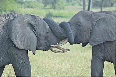 tarangire elephants - tanzania safari